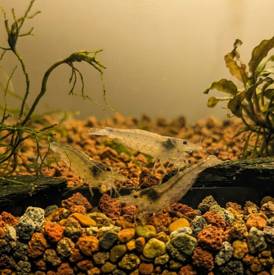 Amano Japonica (Caridina multidentata)