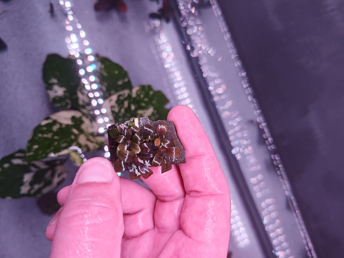 Bucephalandra Super Blue