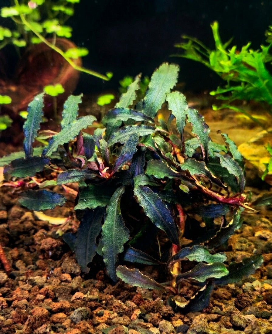 Bucephalandra Kedagang