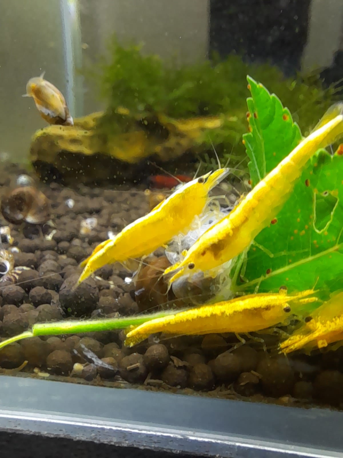 Neocaridina Yellow neon - Premium