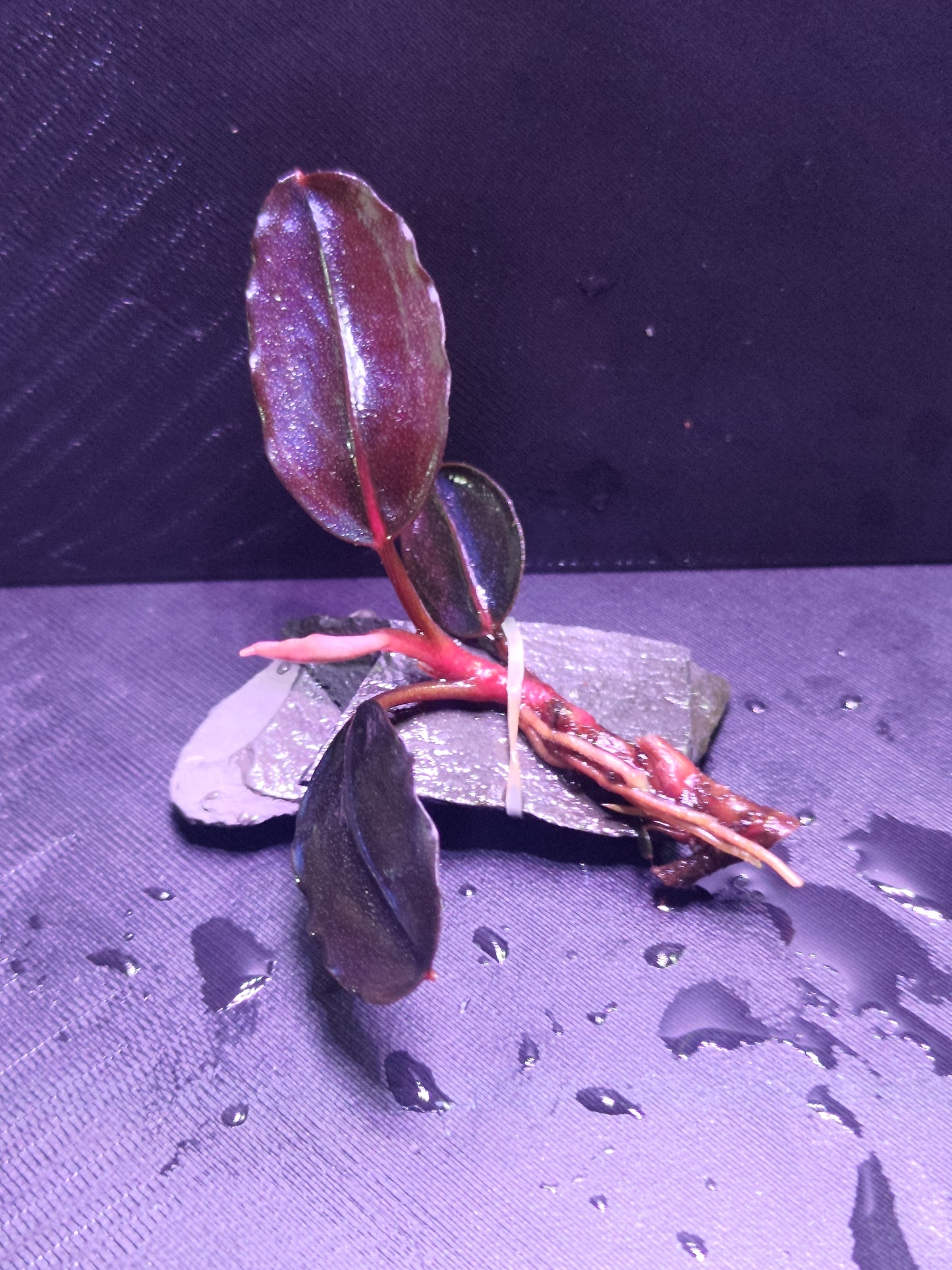 Bucephalandra Violet Blossom