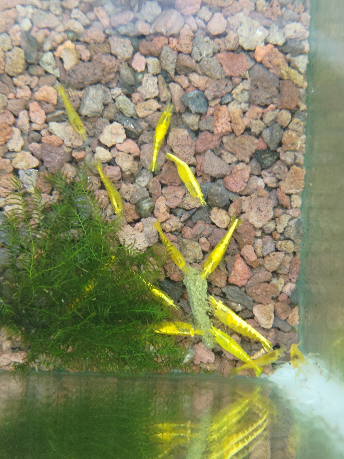 Neocaridina Yellow Neon - Standard