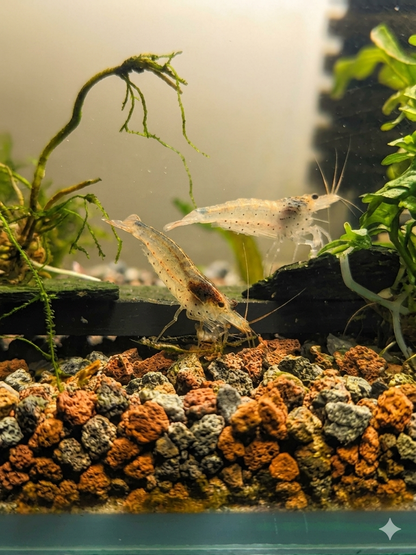 Amano Japonica (Caridina multidentata)