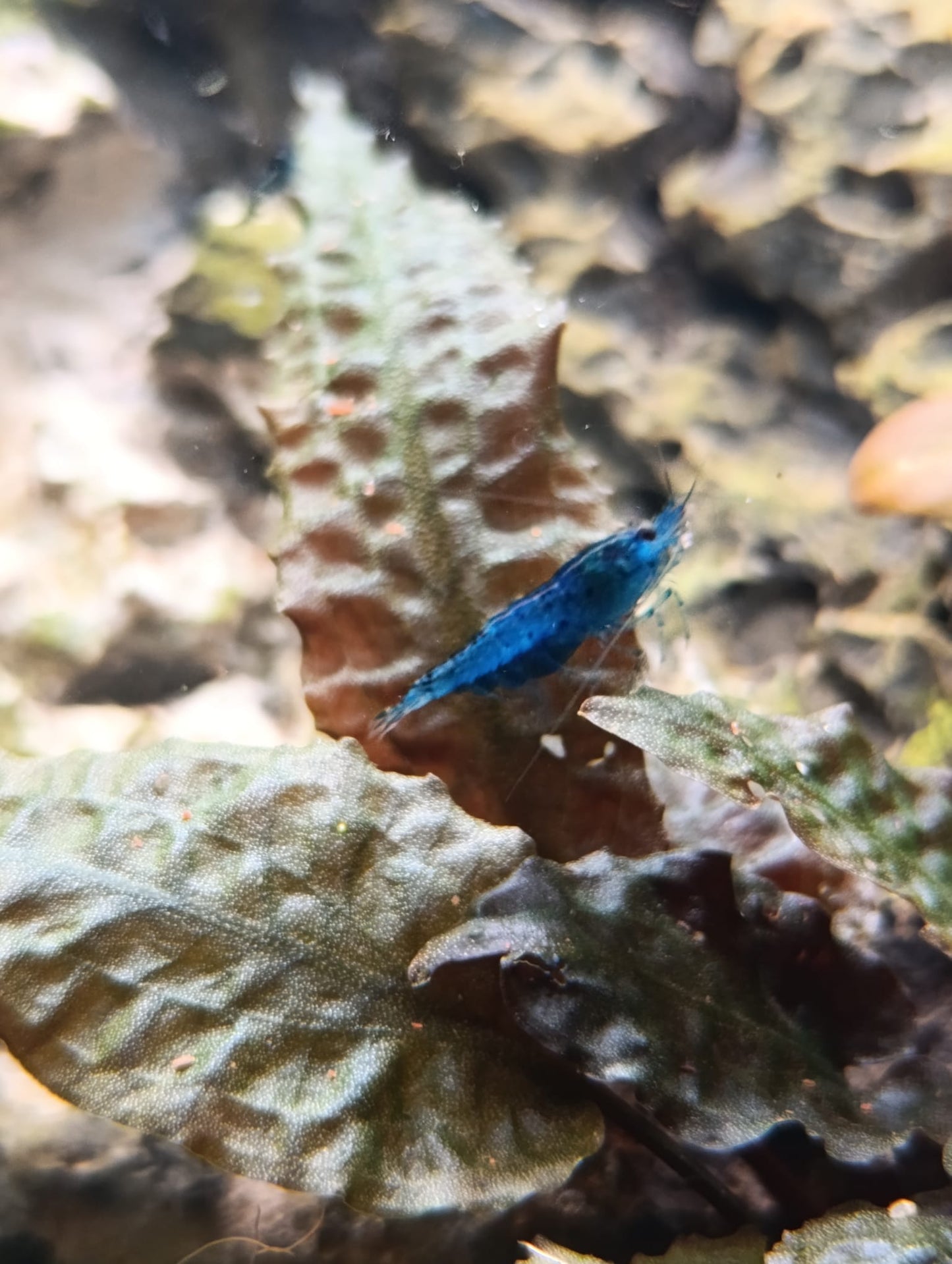 Neocaridina Blue Velvet - Premium