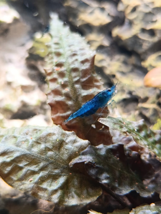 Neocaridina Blue Velvet - Premium