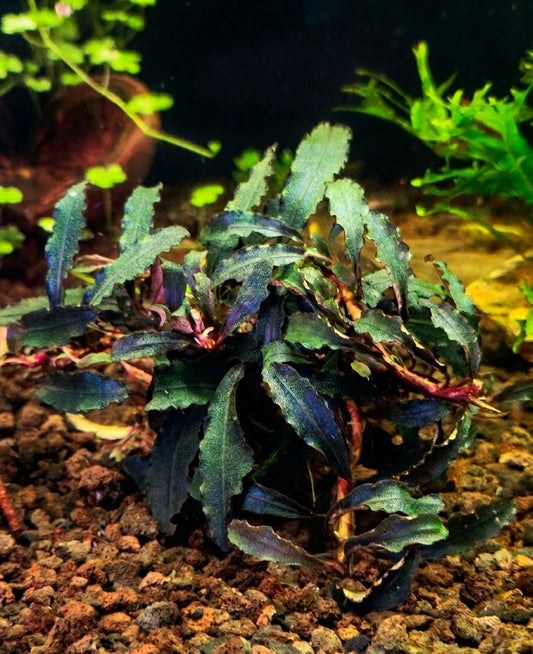 Bucephalandra Kedagang