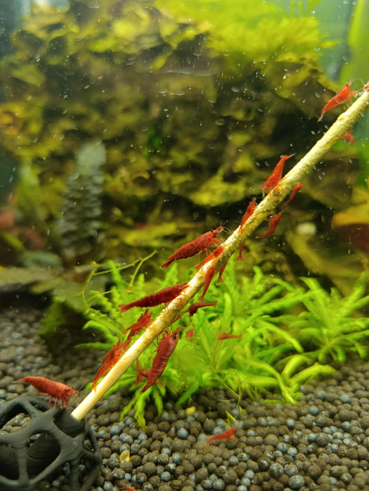 Neocaridina Bloody Mary - Premium