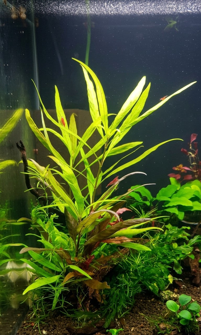 Hygrophyla corymbonsa