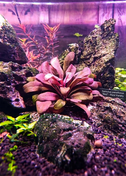 Samolus Parviflorus Red