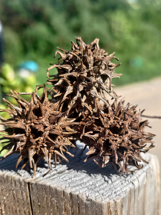 Fruit liquidambar x5