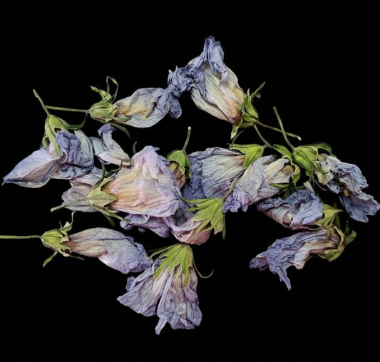 Fleurs d'Altea Séchées