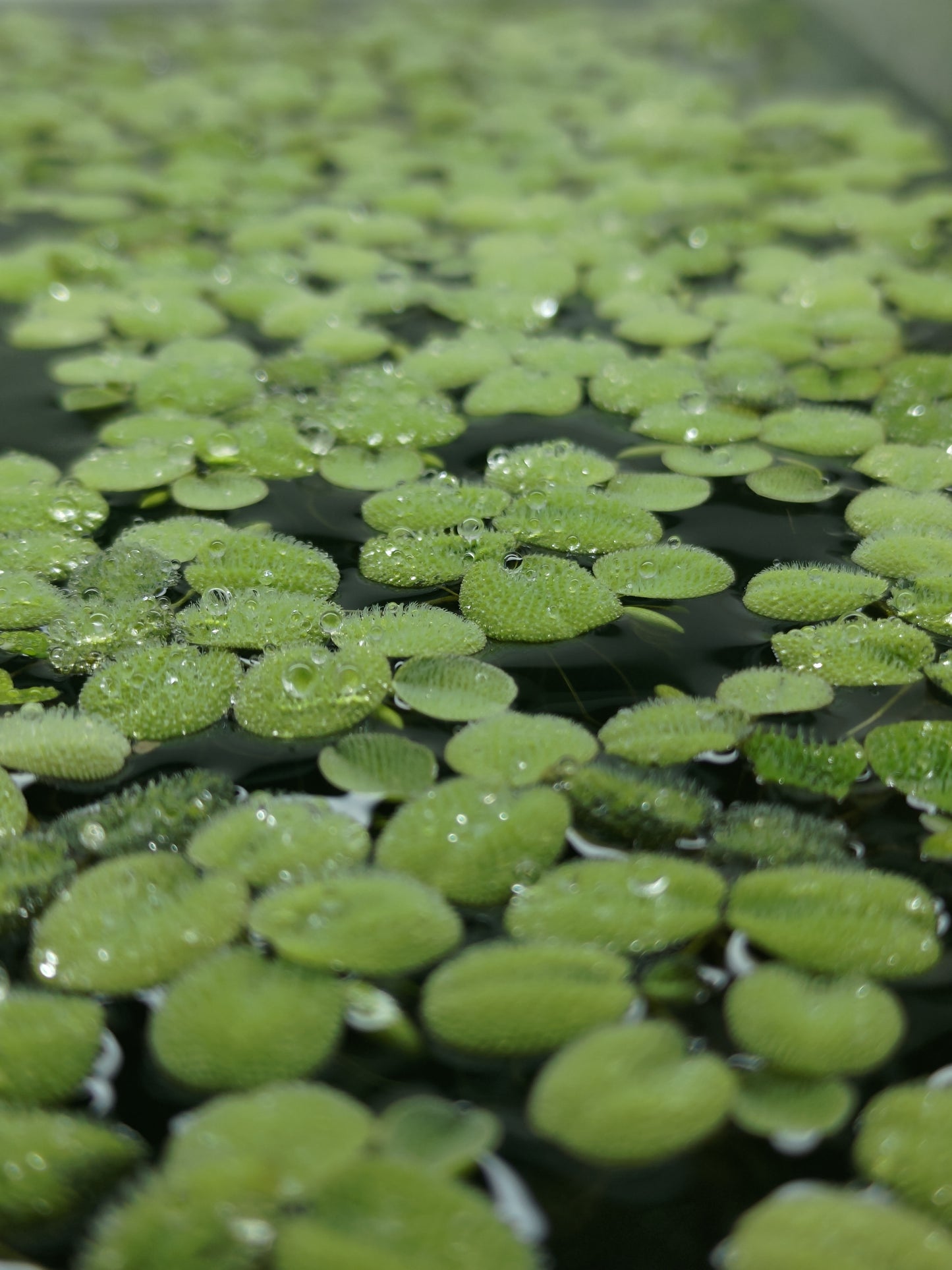 Salvinia Natans