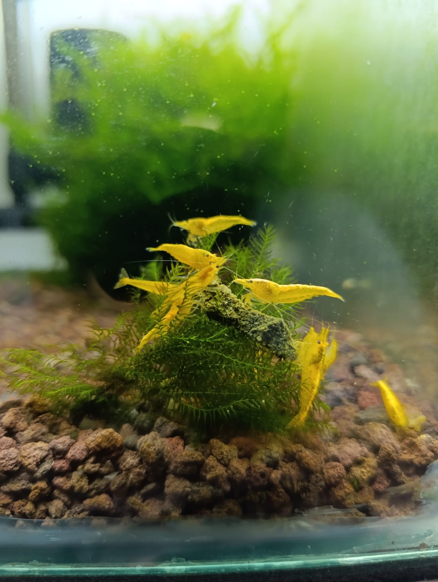 Neocaridina Yellow Neon - Standard