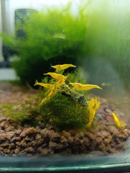 Neocaridina Yellow Neon - Standard