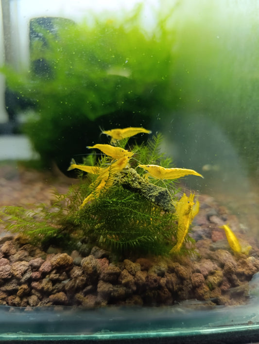 Neocaridina Yellow Neon - Standard