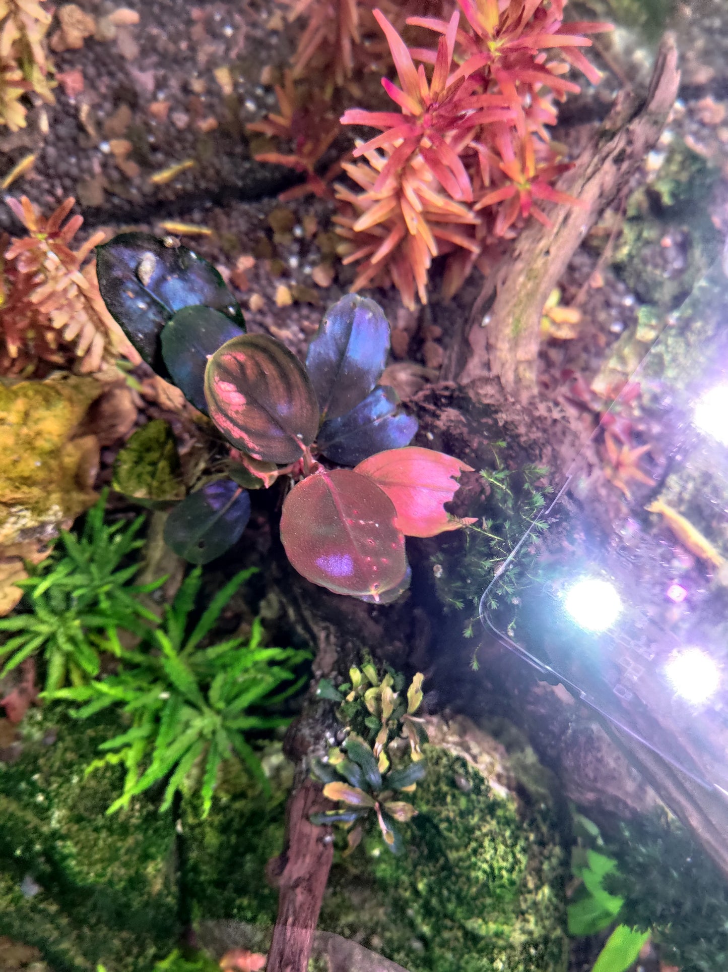 Bucephalandra Violet Blossom