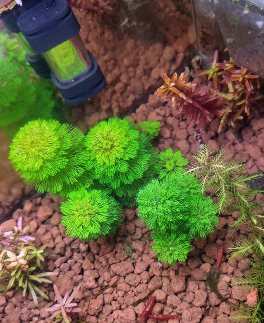 Limnophila sessiliflora