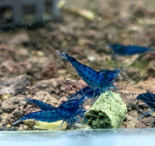 Neocaridina Blue Velvet - Premium