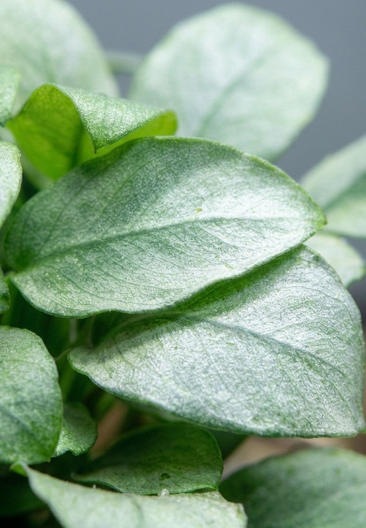 Anubias barteri var. nana 'Jade'