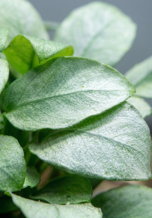 Anubias barteri var. nana 'Jade'