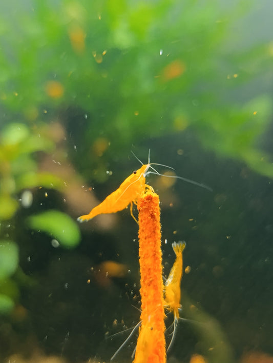 Neocaridina Orange Sunkist - Premium