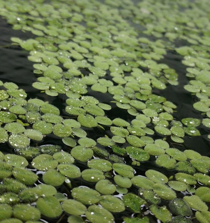 Salvinia Natans