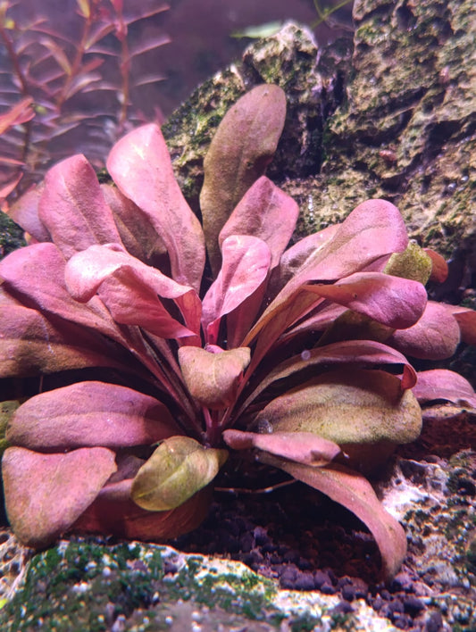 Samolus Parviflorus Red