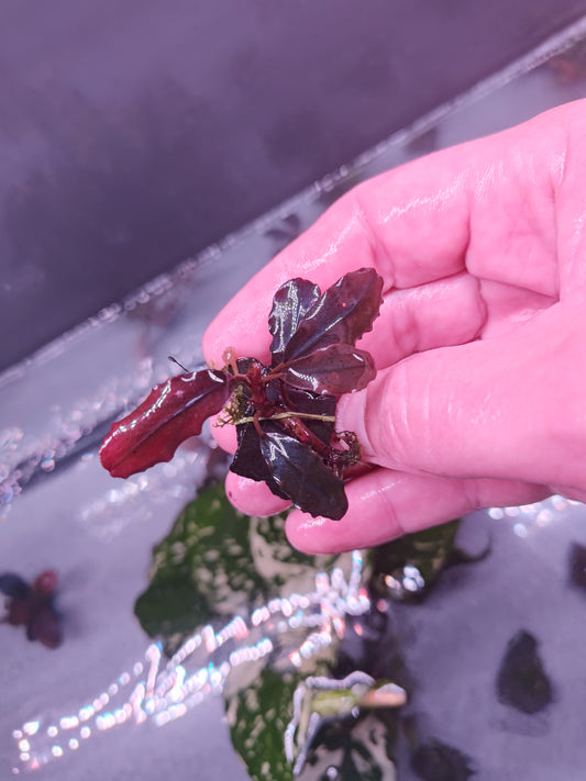 Bucephalandra Ghost 62