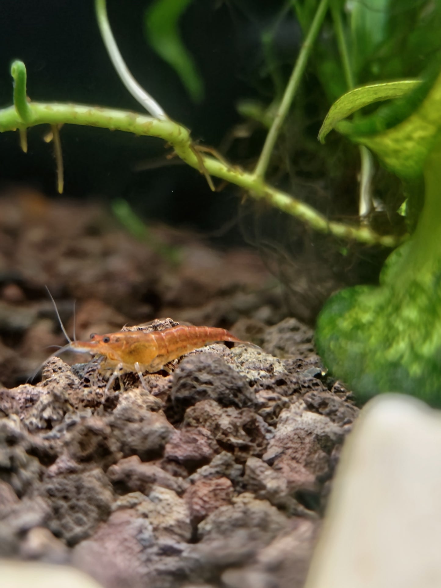 Neocaridina Orange sunkist - Standart