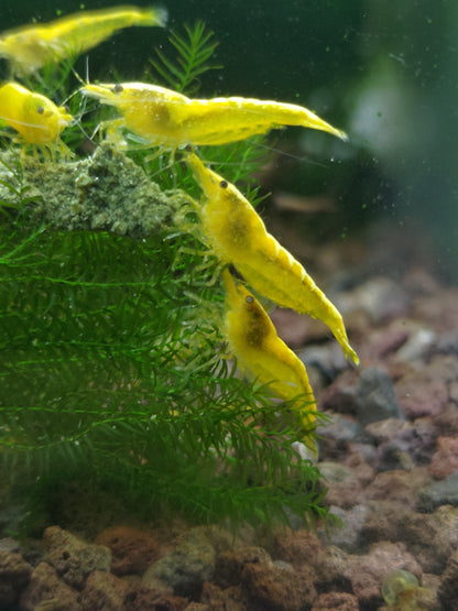 Neocaridina Yellow Neon - Standard