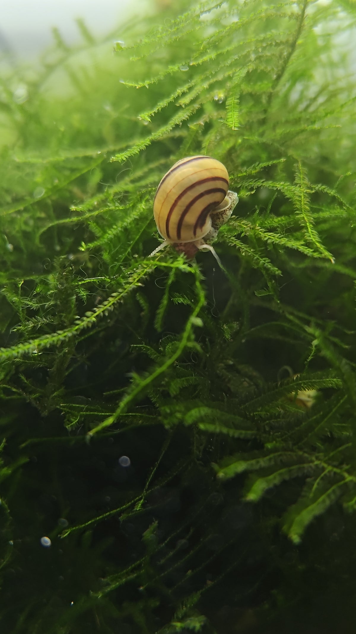 Asolene spixii