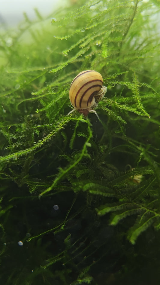 Asolene spixii