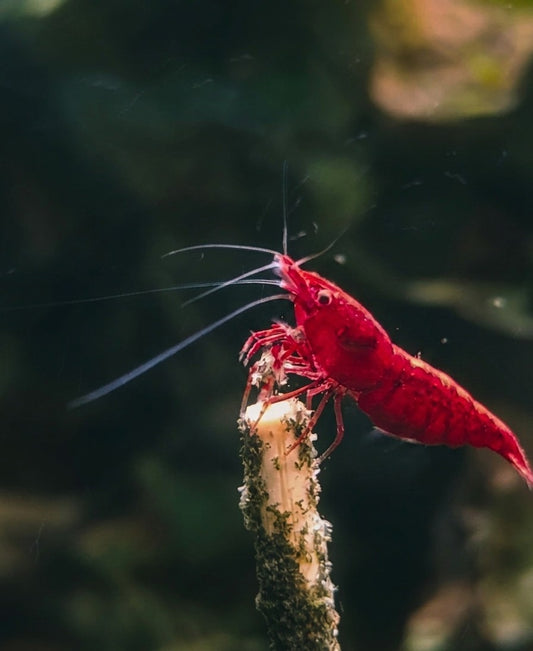 Neocaridina Bloody Mary - Premium
