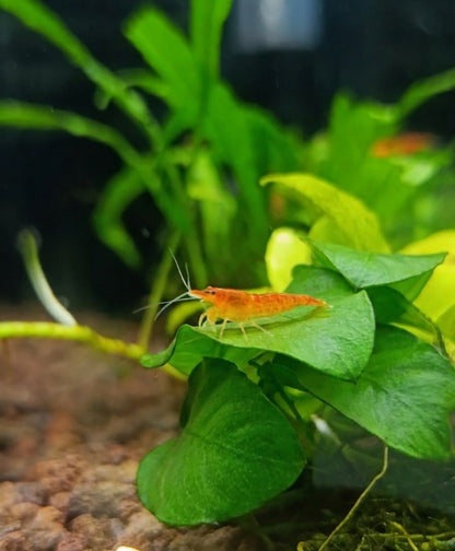 Neocaridina Orange sunkist - Standart