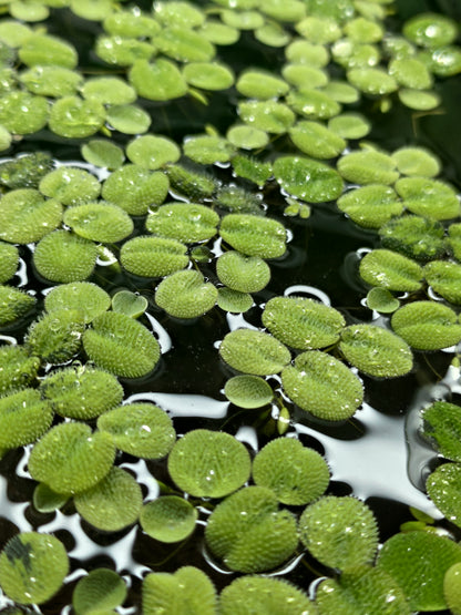 Salvinia Natans