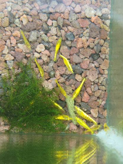 Neocaridina Yellow Neon - Standard