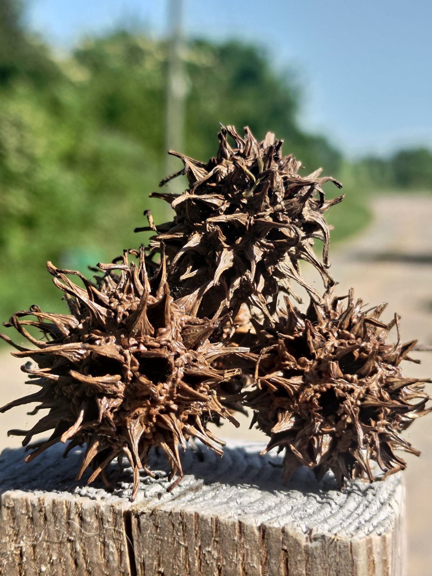 Fruit liquidambar x5