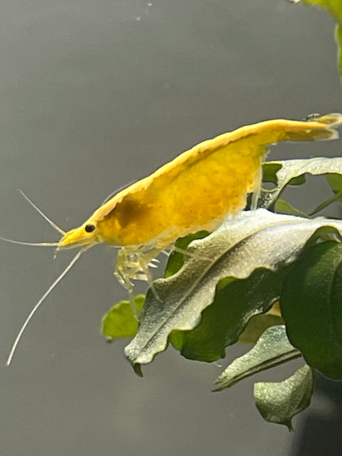 Neocaridina Yellow neon - Premium