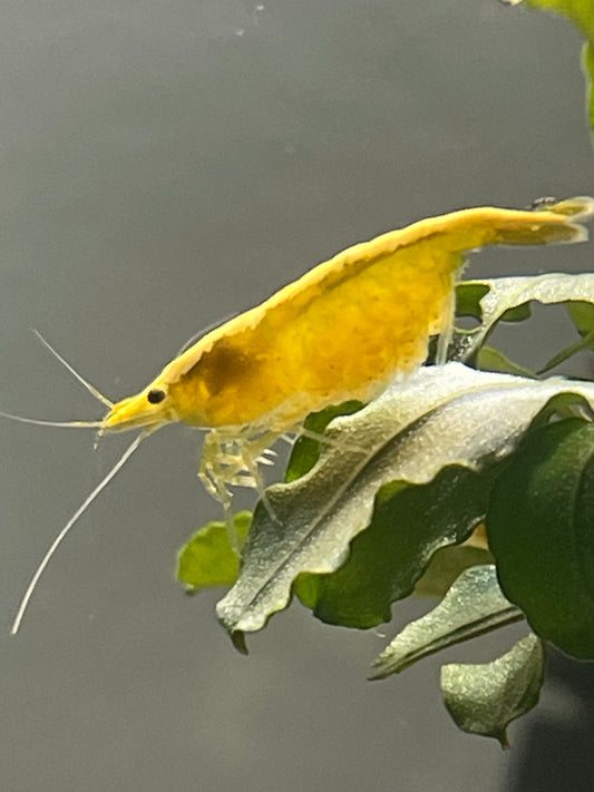 Neocaridina Yellow neon - Premium