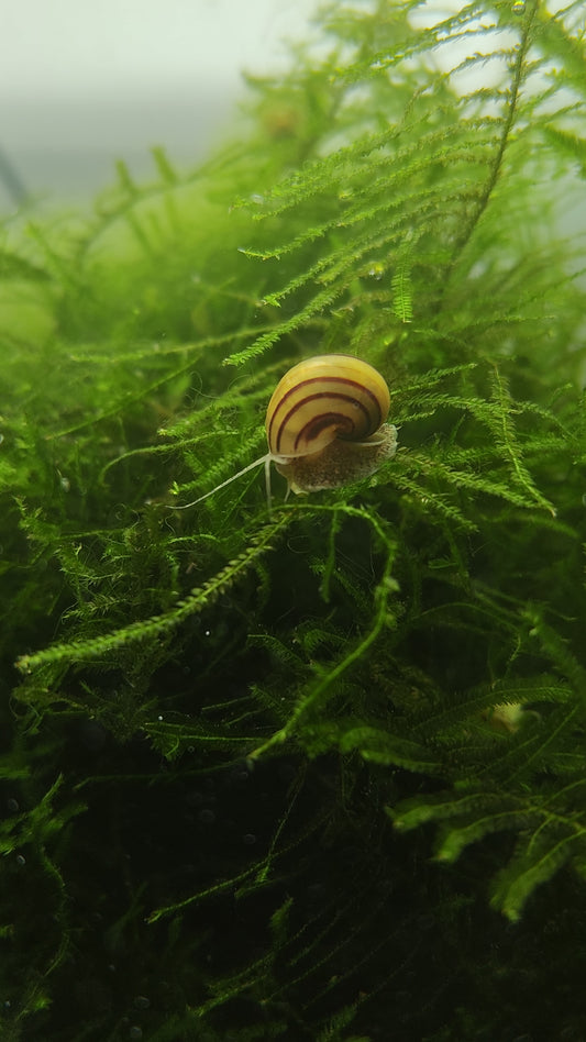 Asolene spixii