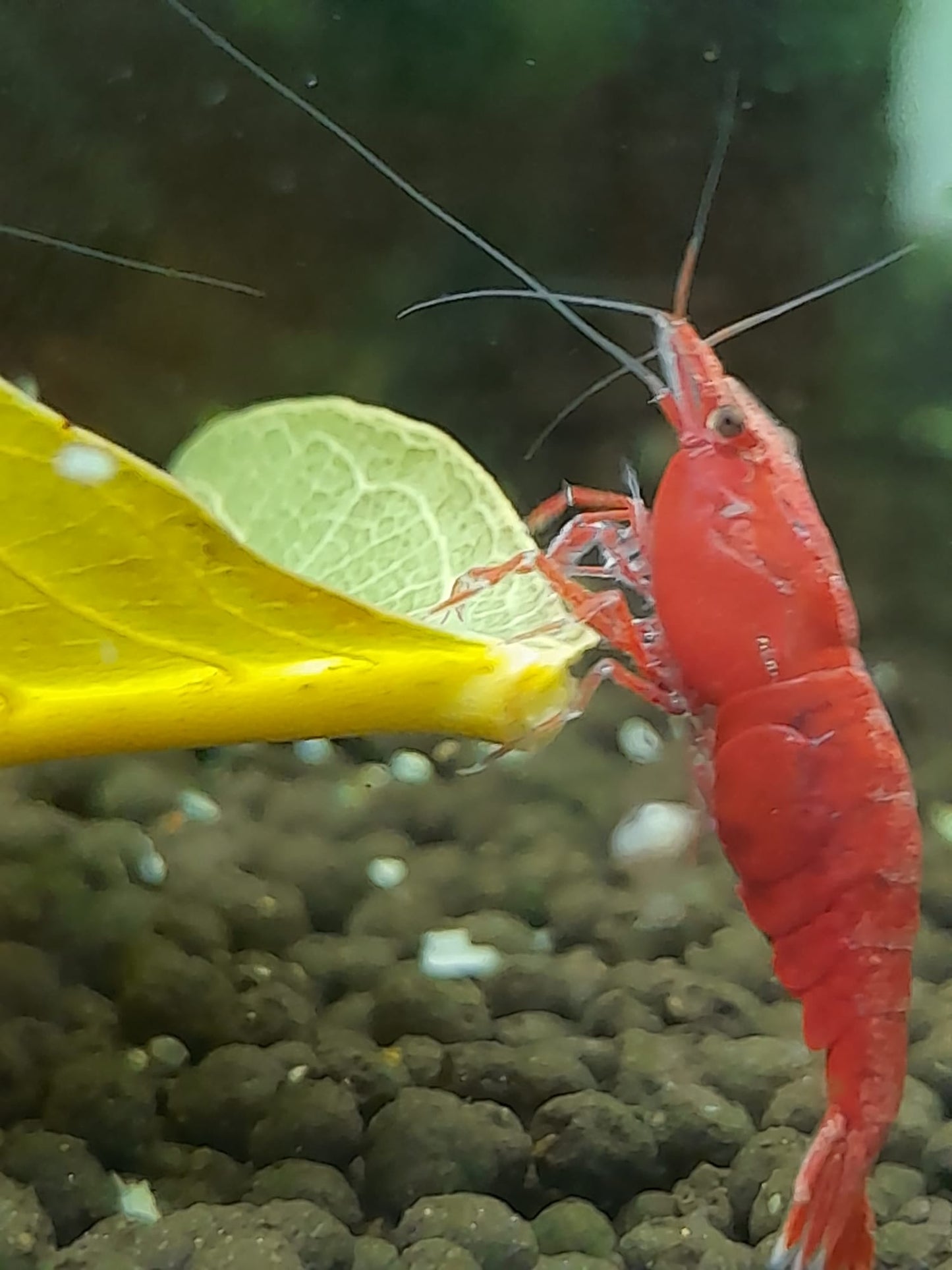 Neocaridina Bloody Mary - Premium